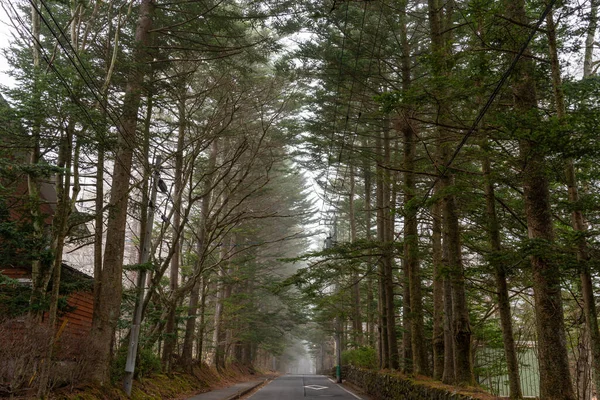 Karuizawa Spring Scenery Street View Giant Trees Road Foggy Day — Stock Photo, Image