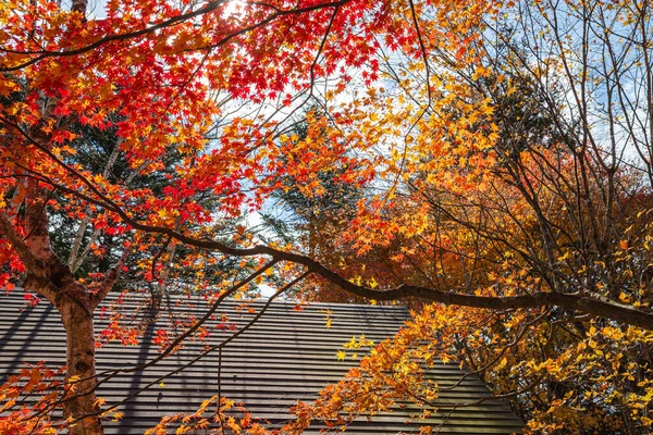 Karuizawa Vista Paisagem Outono Uma Das Aldeias Resort Mais Conhecidas — Fotografia de Stock