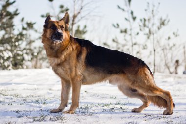 Alman çoban köpeği
