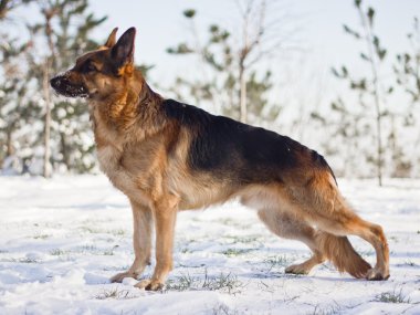 Alman çoban köpeği