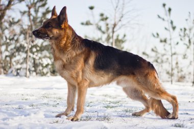 Alman çoban köpeği