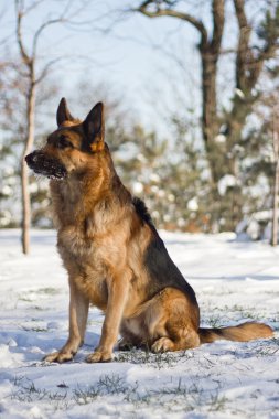 Alman çoban köpeği