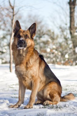Alman çoban köpeği