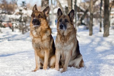 Alman çoban köpeği
