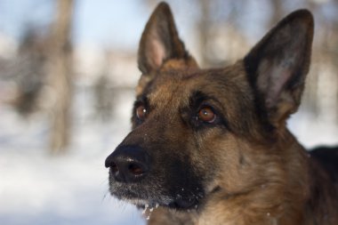 Alman çoban köpeği