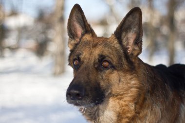 Alman çoban köpeği