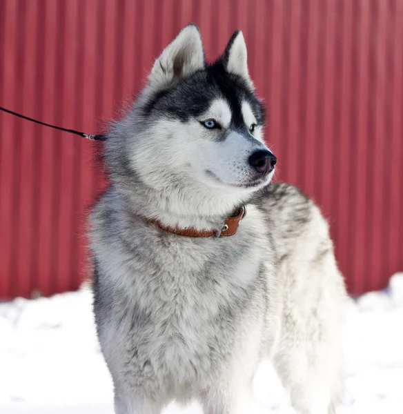 Siberische husky — Stockfoto