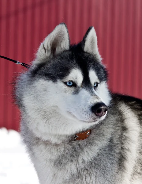 Siberische husky — Stockfoto