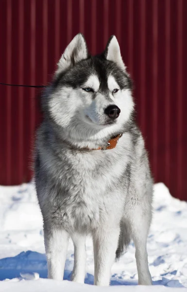 Husky siberiano — Foto Stock