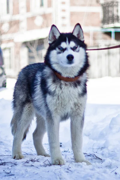 Siberische husky — Stockfoto