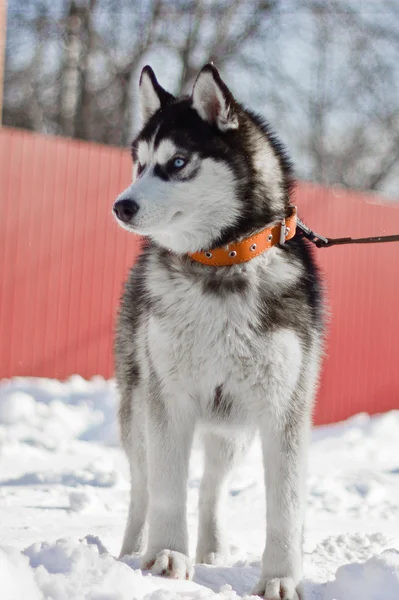 西伯利亚雪橇犬 — 图库照片