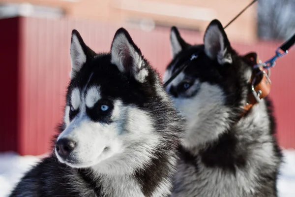 Zorro siberiano —  Fotos de Stock