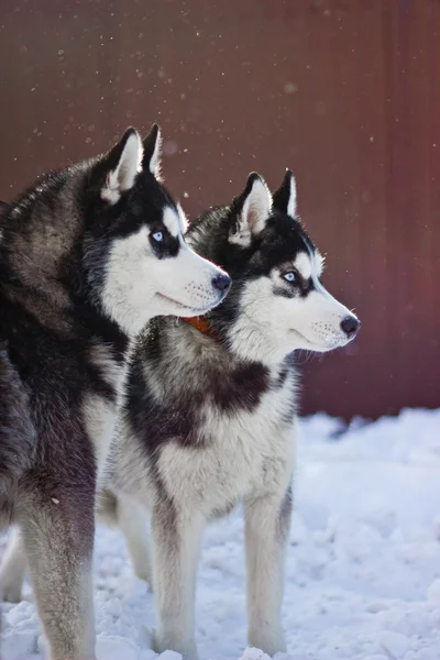 Husky sibérien — Photo