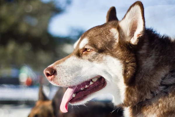 Malamute — Stockfoto