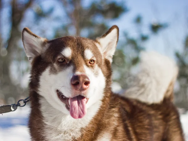 Malamute — Fotografia de Stock