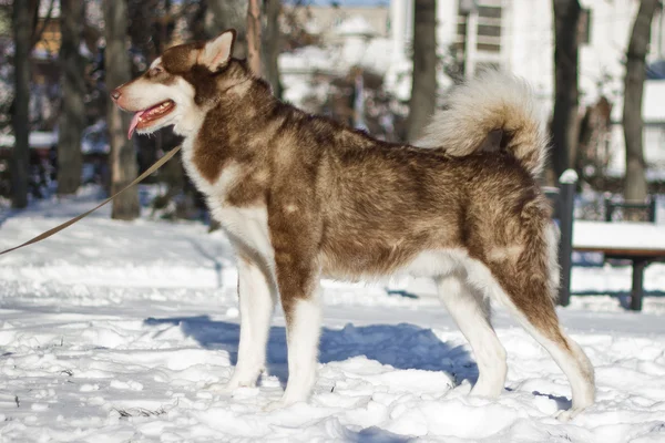 Malamute — Stock Fotó