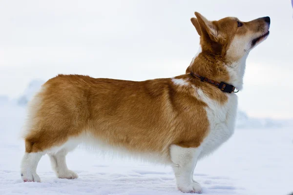 Galce corgi pembroke — Stok fotoğraf