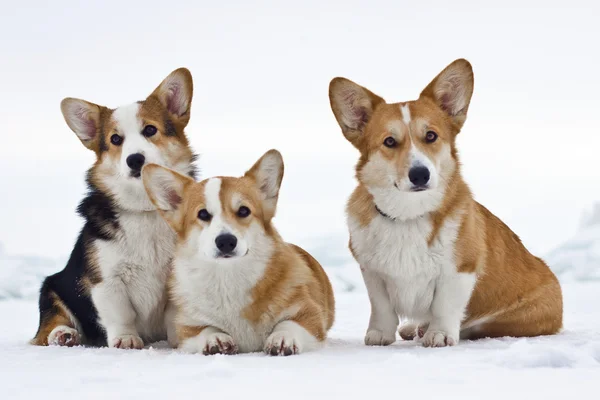 Corgi Pembroke gallese — Foto Stock