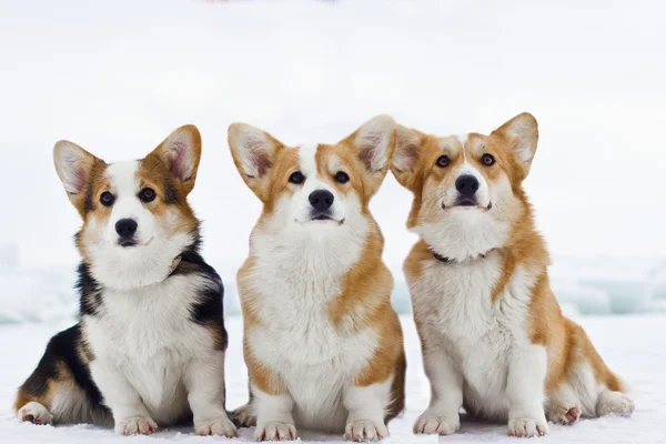 Galés Corgi Pembroke — Foto de Stock