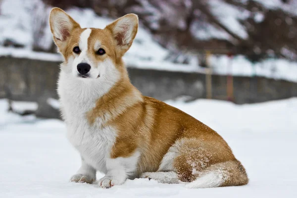 Galce corgi pembroke — Stok fotoğraf