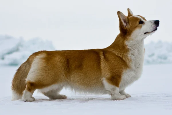 Welsh Corgi Pembroke — Stockfoto