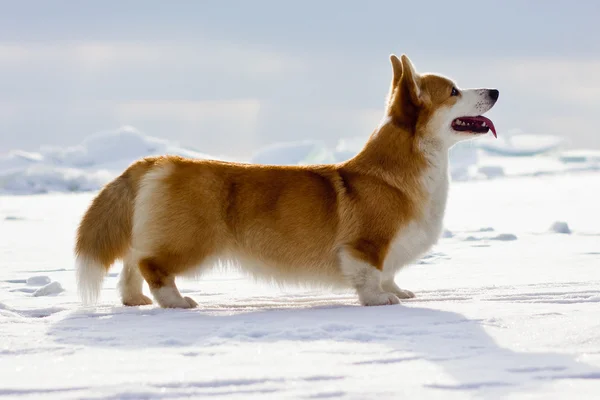 Galce corgi pembroke — Stok fotoğraf