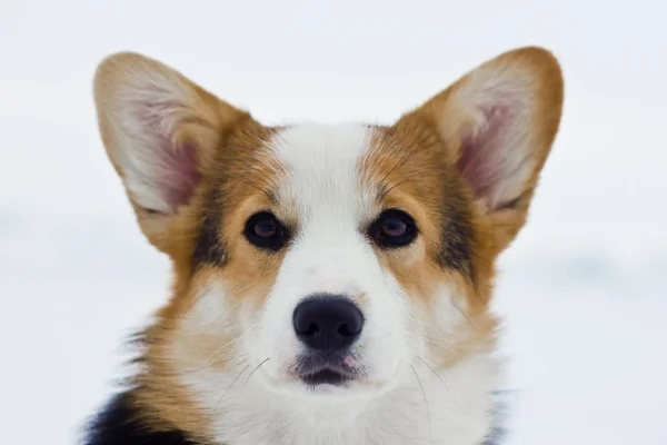 Galce corgi pembroke — Stok fotoğraf