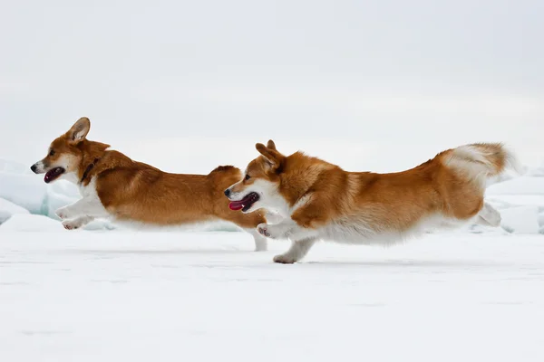 Galce corgi pembroke — Stok fotoğraf