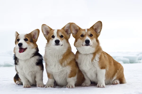 296 Corgis Stock Photos Free Royalty Free Corgis Images Depositphotos 296 Corgis Stock Photos Free Royalty Free Corgis Images Depositphotos