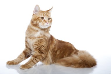 Maine Coon