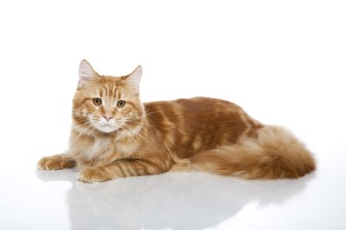 Maine Coon