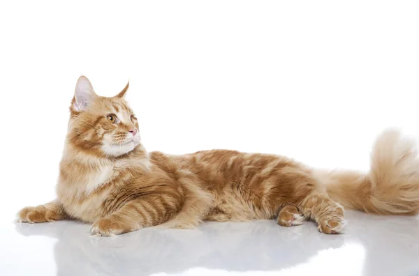 Maine Coon — Stock Photo, Image