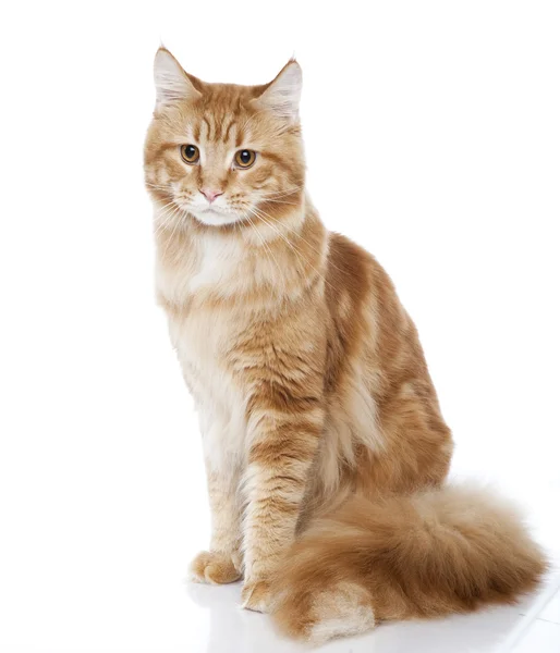 Maine Coon — Stock Fotó