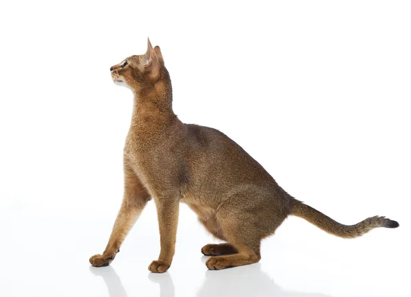 Abyssinian cat — Stock Photo, Image