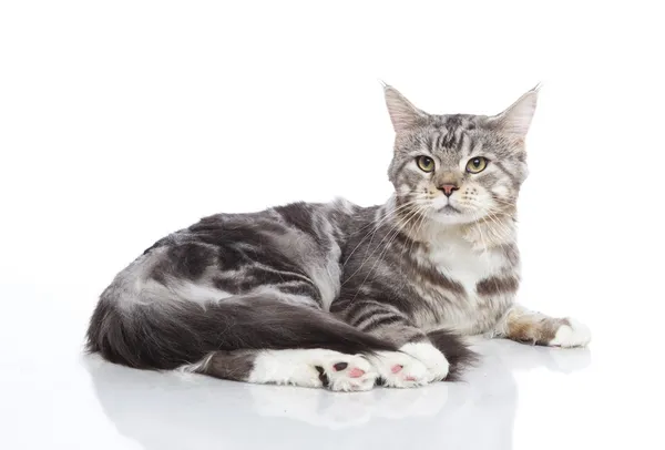 Maine Coon — Stock Photo, Image