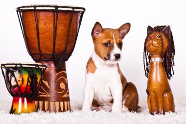 Basenji.