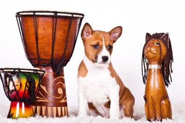 Basenji.