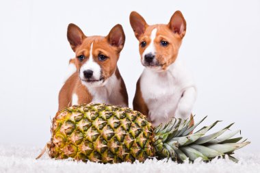 Basenji.