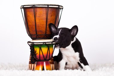 Basenji.