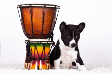 Basenji.