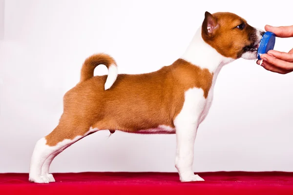 Basenji — Stock Photo, Image