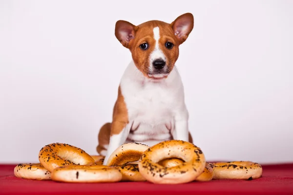 Basenji — Stockfoto