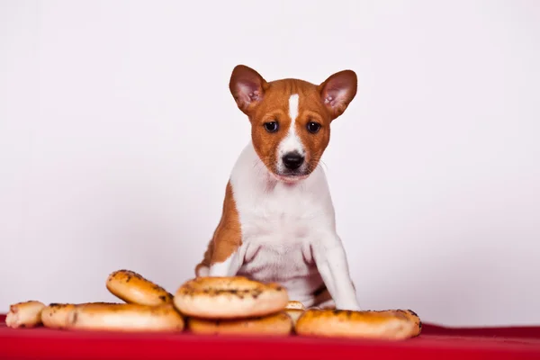 Basenji. — Stok fotoğraf