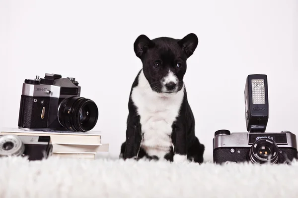 Basenji — Stockfoto