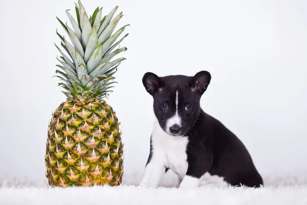 Basenji. — Fotografia de Stock