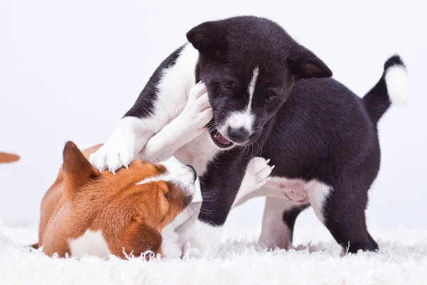 Basenji. —  Fotos de Stock