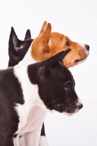 Basenji — Stock Photo, Image