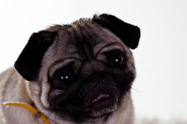 Beyaz arka plan üzerinde pug