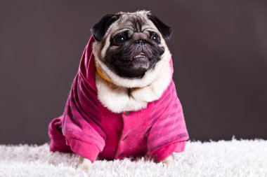 pembe kazak pug