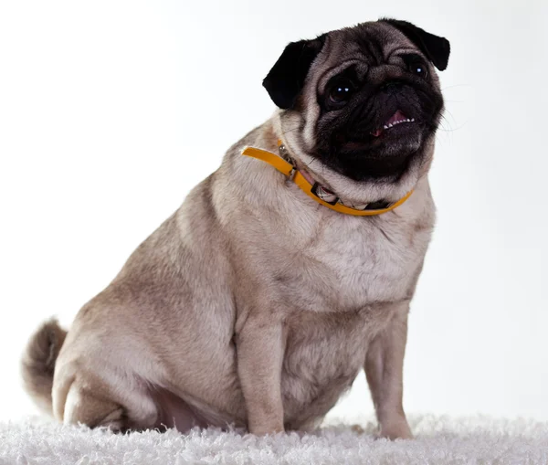 Pug op de witte achtergrond — Stockfoto